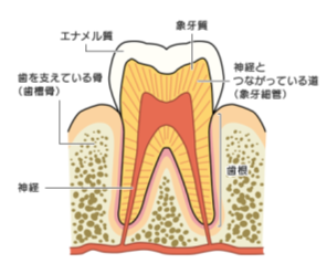 歯の内部　歯の神経　歯の痛み