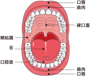 口腔底癌　口腔癌　舌と舌の裏