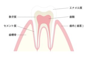 歯の構造　エナメル質　象牙質