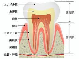 歯周組織　歯の断面　歯周組織の加齢変化