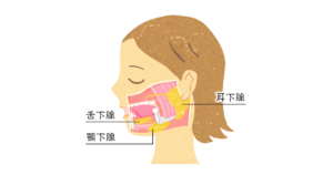 耳下腺　顎下腺　舌下線