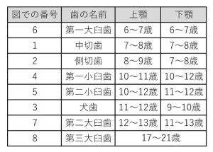 歯式　乳歯　生えかわり